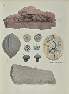 Palaeontological: Remains of fossil plants