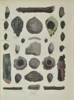 Palaeontological: Remains of fossil plants, including twigs and nuts