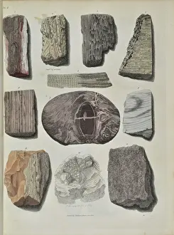 Palaeontological: Remains of fossil plants, mostly trees