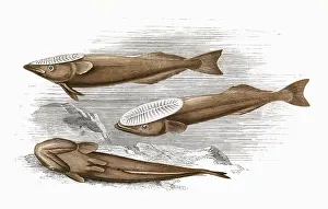 The Sharp Illustration Collection: Remora, or Suckerfish
