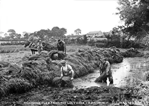 Removing: Removing Flax from the Lint Hole, Co. Antrim