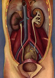 Renal: Renal System