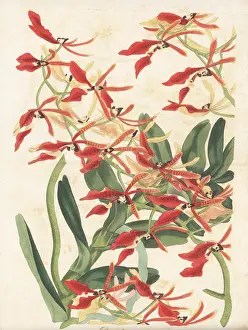 Volume 4: Renanthera coccinea orchid