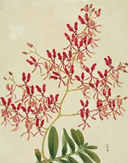 Orchidaceae: Renanthera coccinea, orchid