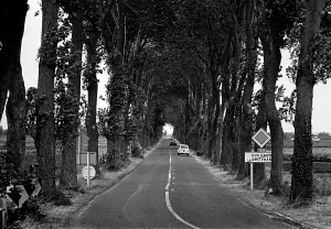 Calvados: A Renault car drives up an avenue of trees