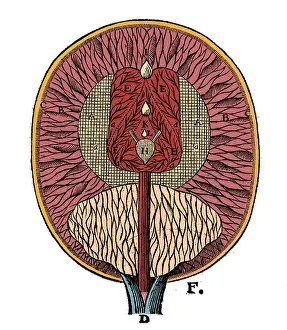Gland: Rene Descartes, Brain Ventricles, 1664