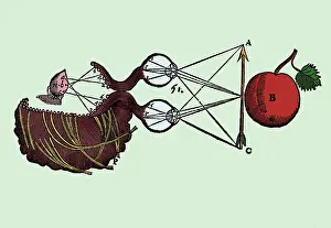 Renatus: Rene Descartes, Perception, 1633