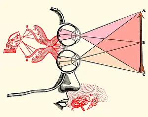 Focusing: Rene Descartes, Vision and Perception
