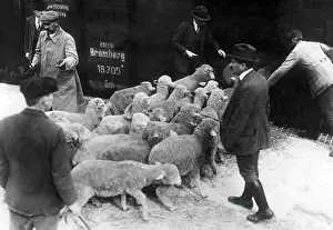 Mules: Reparation delivery of mules in Berlin, 1920
