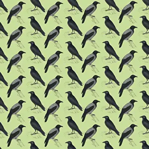 Crows: Repeating Pattern - Crows and Jackdaws