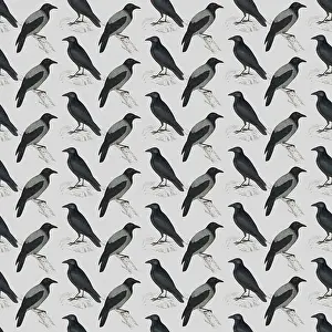 Crows: Repeating Pattern - Crows and Jackdaws