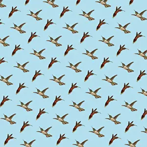 Hovers: Repeating Pattern - Hummingbirds