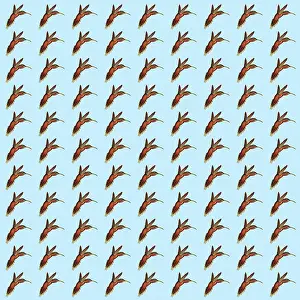 Hovers: Repeating Pattern - Hummingbirds