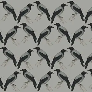 Jackdaw: Repeating Pattern - Jackdaws