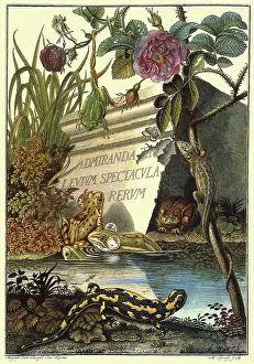 Amphibians: Several Repiles and Amphibians in a Swamp Scene