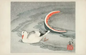 Watermelon: Replete Seagull on the shore having consumed a Watermelon