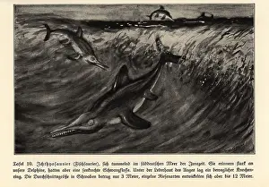 Punctatus: Reproduction of extinct Ichthyosaurs, Jurassic era