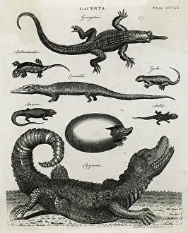 Cayman: REPTILE/GECKO