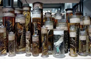Scaled: Reptile specimens in the Darwin Centre