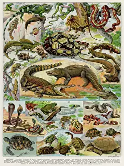 Alligator: Reptiles