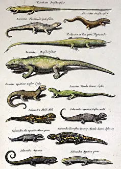 Amphibians: Reptiles and amphibians