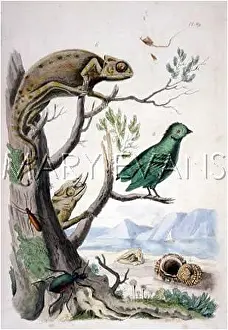 Chamaeleon: REPTILES/CHAMELEONS