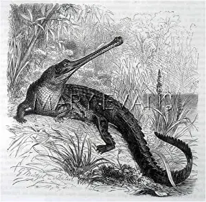Gavial: REPTILES/CROCODILE