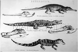 Spectacled: REPTILES/CROCODILES