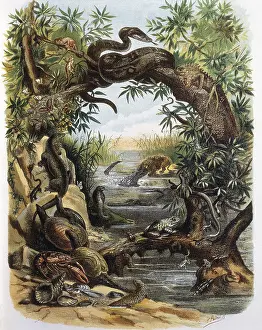 Crocodiles: Reptiles and Crustaceans. Engraving after a drawing