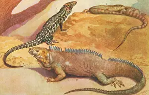 Iguana: Reptiles at London Zoo
