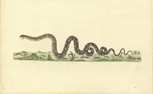 Graceful: Reptilia (class), snake