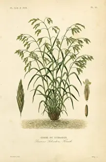 Debray: Rescuegrass or Schrader's bromegrass, Bromus catharticus