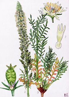 Reseda: Reseda alba