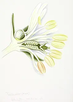 Reseda: Reseda alba, white upright mignonette