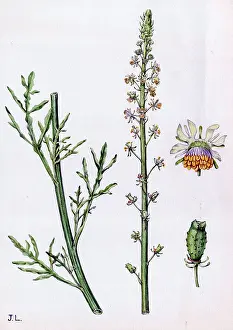 Lupton: Reseda lutea
