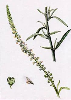 Weld: Reseda luteola