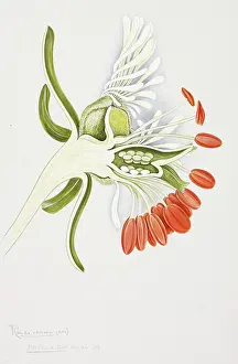 Odorata: Reseda odorata, garden mignonette