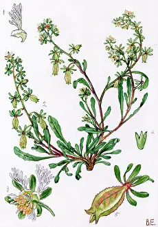 Reseda: Reseda phyteuma