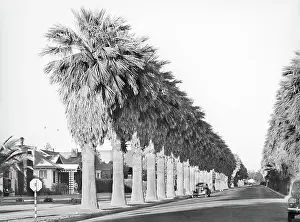 Information Us: Residential - Street - Palm Trees - Phoenix
