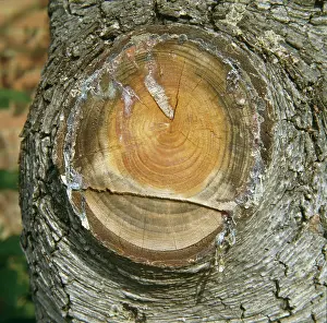 Cedar: Resin from a cedar tree