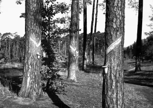 Cuts: Resin production, 1936