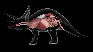 Triceratops: Respieratory and digestive system of a Triceratops dinosaur