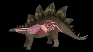 Stomach: Respiratory and digestive system of a Stegosaurus dinosaur