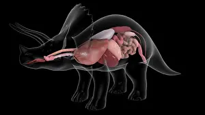 Triceratops: Respiratory and digestive system of a Triceratops dinosaur