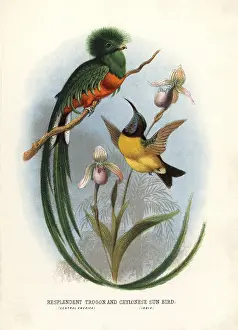 1817 1893: Resplendent quetzal, Pharomachrus mocinno