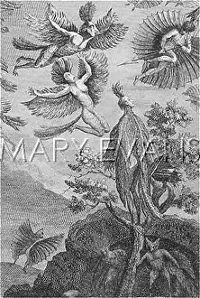 Oiseaux: RESTIF - BIRD-MEN