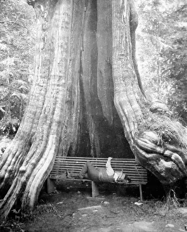 Cedar: Resting beneath a cedar tree, Vancouver, Canada, early 1900s