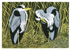 Herons: Resting Herons