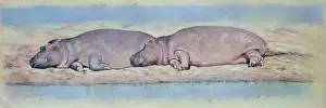 Hippopotami: Two Resting Hippopotami by the water's edge