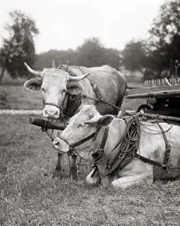 Harnessed: Two Resting Horned Cattle Harnessed to a Farm